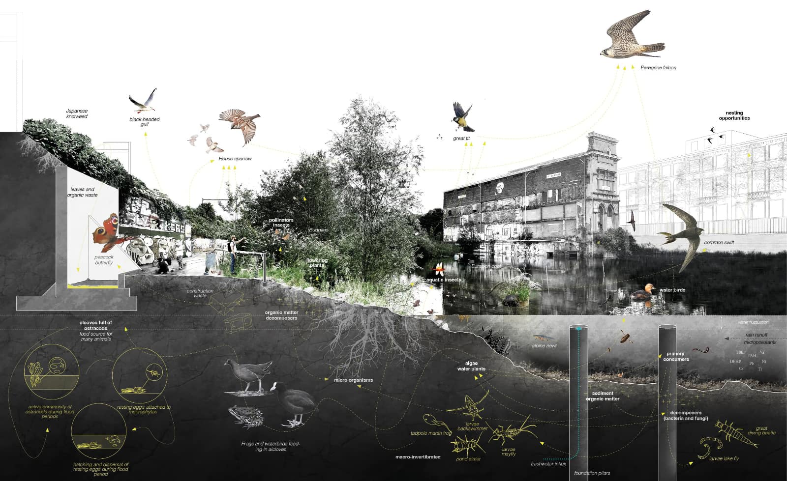 Bracke et al. / Multispecies Collages for Marais Wiels: Mapping More-than-Human Worlds in Brussels